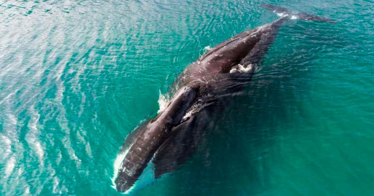 Living to 200 Years Old: Unlocking the Secrets of the Bowhead Whale